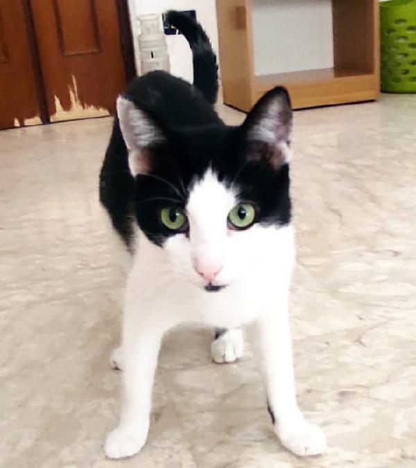 ZORRO & FRANCESCO: adozione di coppia Foto 2
